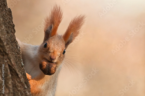 Fotografía Squirrel peeks out from behind a tree with a nut in his mouth.