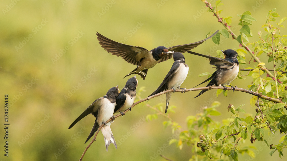 The barn swallow feeds one of its four nestling in flight. - obrazy, fototapety, plakaty 