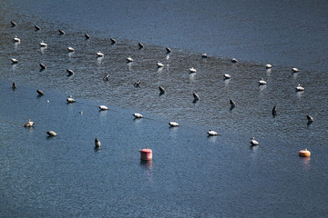 Buoys on stripes in shellfish farm on coast of Brac island in Croatia