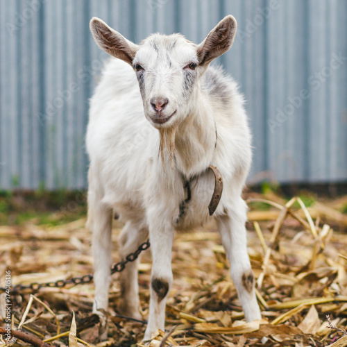 Fotografía White goat at the village in a cornfield, goat on autumn grass, goat stands and