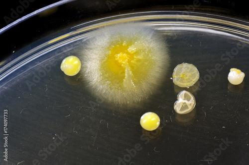 Different shaped colonies of bacteria, yeast and mold growing on agar