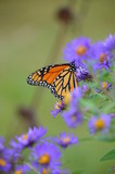 Fototapeta Sawanna - Fall Asters and Monarch Butterfly