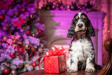 A Dog With A Gift In The New Year. Dog Breed Spaniel