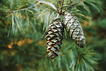 Green Pine Cones Closeup Outdoors. Pine Tree. Blurred Background
