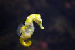 Sea Horse (Hippocampus hippocampus)