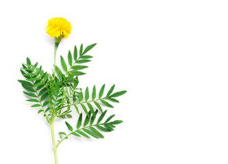 Wall Mural - yellow marigold flower with leaves on white background for decorative concept