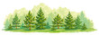 Young forest of pine and fir trees- vector graphic