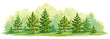 Fototapeta Las - Young forest of pine and fir trees- vector graphic