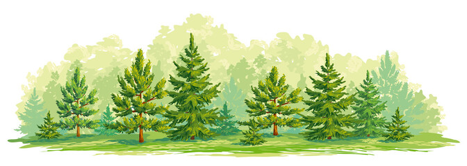 Wall Mural - young forest of pine and fir trees- vector graphic