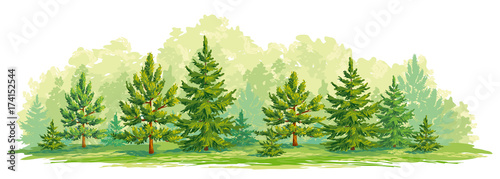 Fotomural Young forest of pine and fir trees- vector graphic