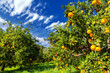 Sun-ripened Oranges