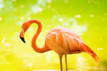 Plakat karaiby natura flamingo