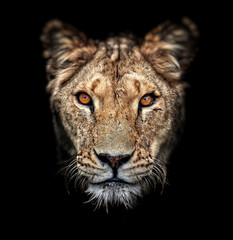 Wall Mural - Portrait of a lioness on black background. Lovely Lioness. Close-up African lioness (Panthera leo)