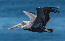 Flying Pelican Over The Sea