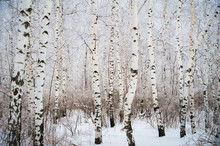 Beautiful Snow-covered Forest In Winter. Branches Of Fir Trees, Pines, Birches In Snow And Frost. Freezing Day.