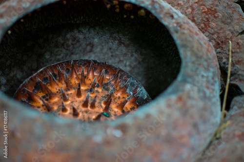 Fényképezés  biggest flower in the world