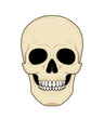 Graphic illustration of natural skull