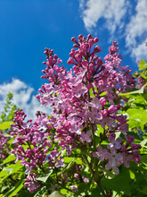 Beautiful Magenta Lilac Blossom And Blue Sky