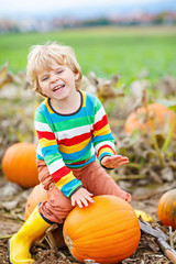 adorable little kid boy picking pumpkins on halloween pumpkin patch.