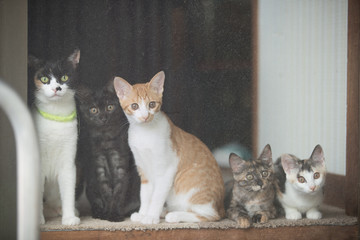 みんな仲良し　親猫と子猫たち