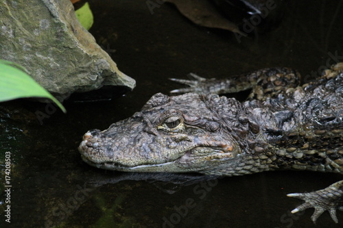 Plakat krokodyl