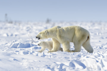 Wall Mural - polar bear mother (ursus maritimus) with new born cub walking on tundra, wapusk national park, manit
