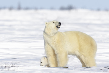 Wall Mural - polar bear mother (ursus maritimus) with new born cub standing on tundra, wapusk national park, mani
