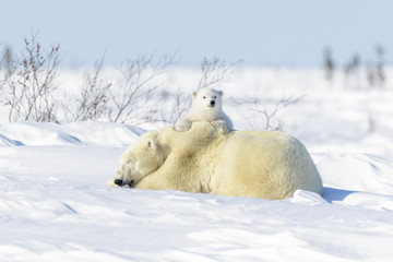 polar bear mother (ursus maritimus) ying down on tundra, with new born playing, wapusk national park