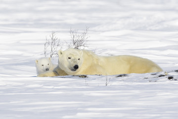 Wall Mural - polar bear mother (ursus maritimus) with new born cub lying down on tundra, wapusk national park, ma