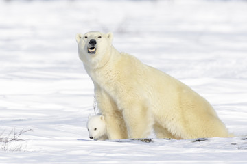 Wall Mural - polar bear mother (ursus maritimus) with new born cub standing on tundra, looking at camera, wapusk 