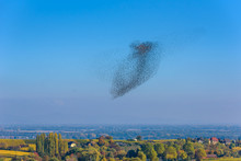 Flock  And Swarm Of Birds - Beautiful Formations Of Flying Birds