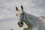 Fototapeta Konie - Portrait of a horse outside on a field in summer 