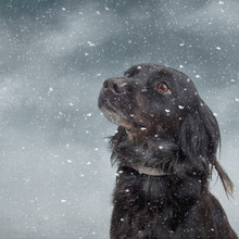 Winter Snow Dog. Black Dog Portrait.