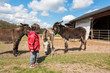 Kid approaching donkeys