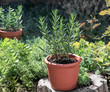 Pot with rosemary in garden
