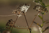 Fototapeta Łazienka - Spider web