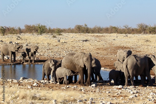 Zdjęcie XXL Safari w Namibie