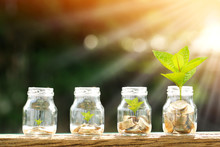 Coin In The Bottle And Plant Growing With Savings Money Put On The Wood In The Morning Sunlight, Business Investment And Saving Growth Concept.