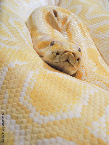 Plakat Python biały żółty