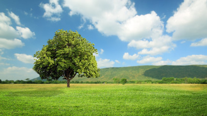 Green grass and tree with clouds  background, green concept.