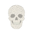 White verbena skull