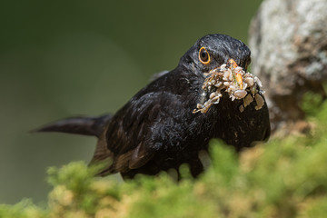 Poster - Very close up head photo of a male blackbird with its beak filled with food on seeds and other tasty bits.