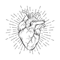 hand drawn human heart with sunburst anatomically correct art. flash tattoo or print design vector i