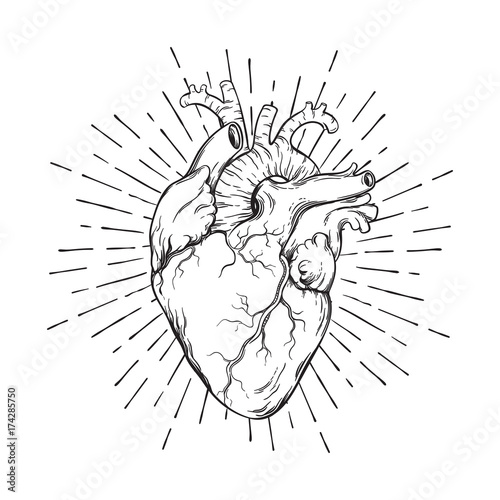 Fotografía Hand drawn human heart with sunburst anatomically correct art