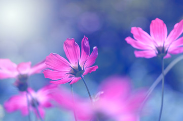 Wall Mural - bright and delicate flowers cosmos. purple flowers with tinting, floral background.