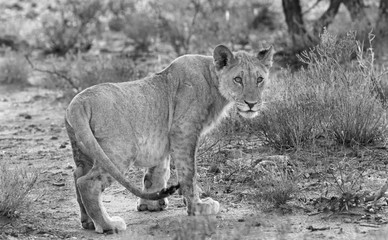 Wild African Lion in the bush looking alert, Erindi, Zimbabwe