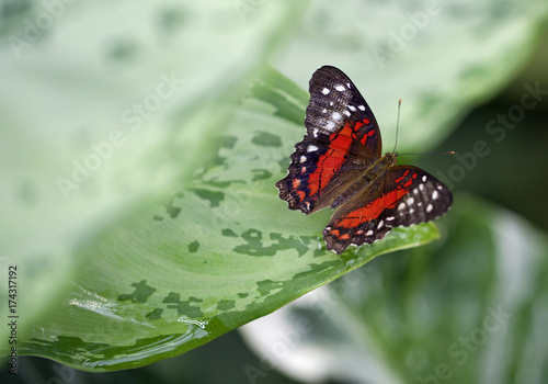 Plakat Czerwony czarny &amp; biały motyli odpoczywać na zielonym liściu