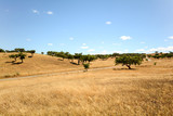 Fototapeta Sawanna - Gravel road through hilly Alentejo landscape with cork oak trees and yellow fields in late summer near Beja, Portugal Europe 