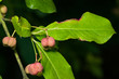 Riping fruit on European or common spindle, Euonymus europaeus, close-up with bokeh, selective focus, shallow DOF