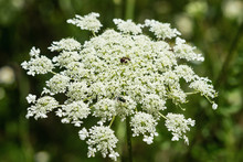 Close-Up Of A Brown Ant On A Queen Anne's Lace Flower